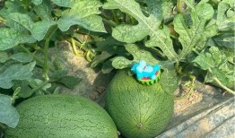 瓜瓜基地 吃瓜网官网,吃瓜网官网带你畅游瓜果世界